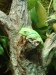 Frogs 2012 – The Adventures of Mr. Chris